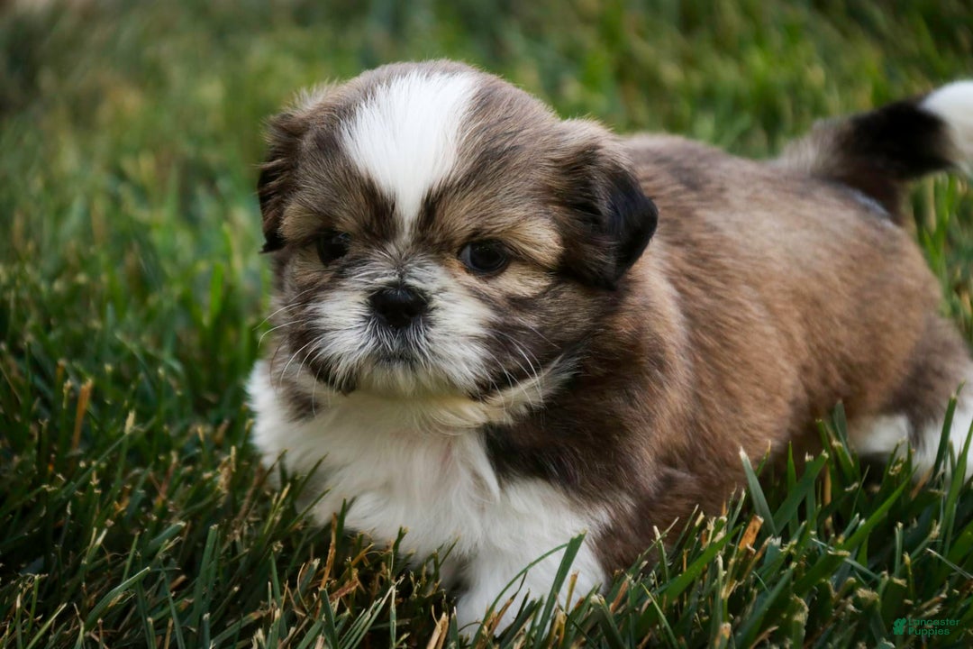 Shih Tzu dogs for sale: Beau - Image 8