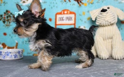 Yorkshire Terrier dogs for sale: Butterfly - Image 8