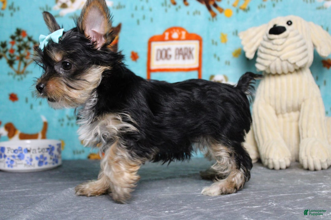 Yorkshire Terrier dogs for sale: Butterfly - Image 8