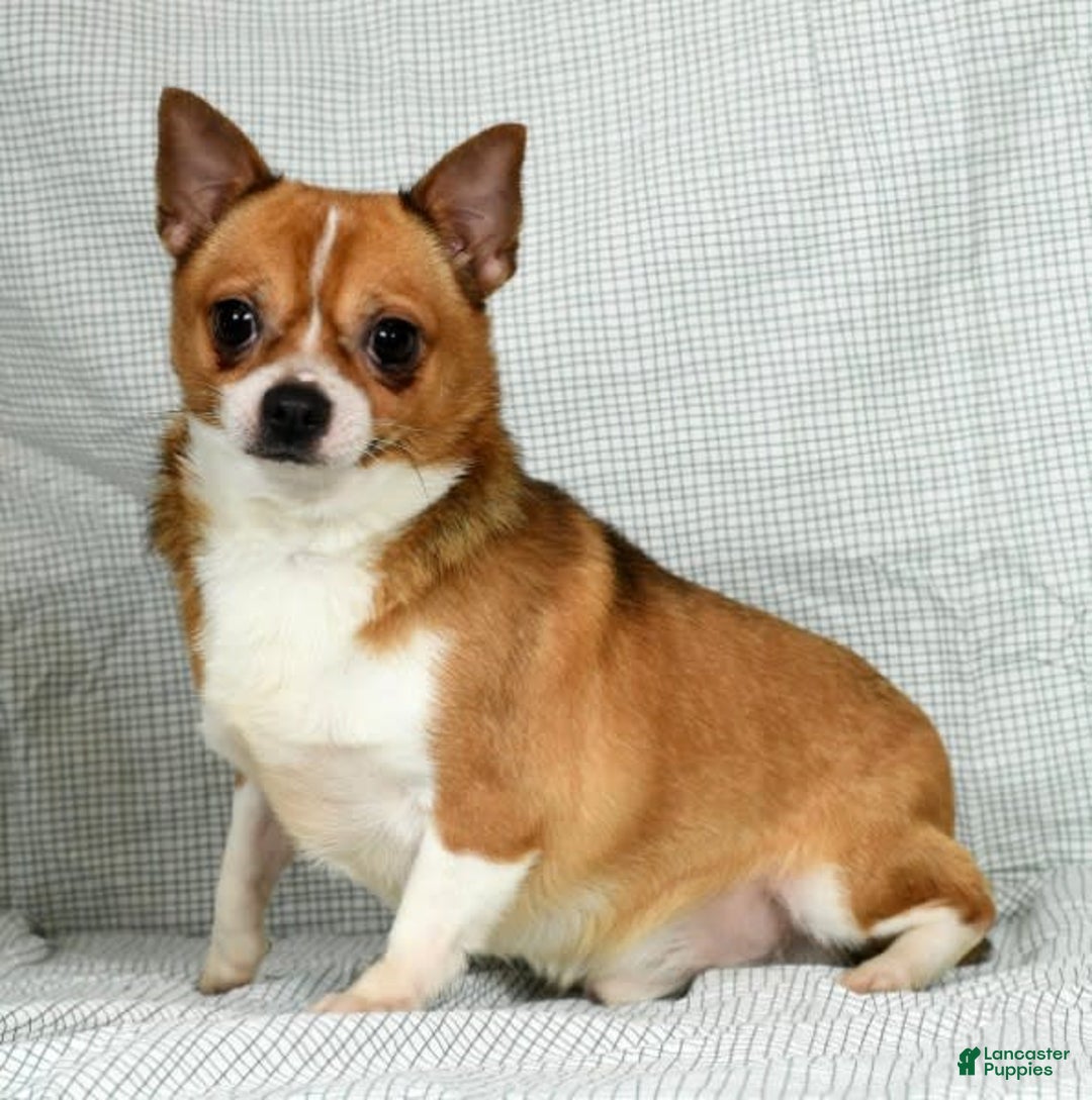 Chihuahua dogs for sale: Nova - Image 11