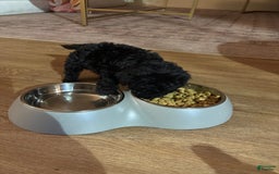Toy Poodle dogs for sale: Kingston - Image 2