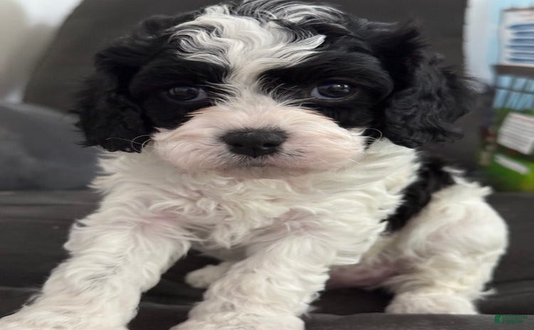 Cavapoo dogs for sale - Ad 3