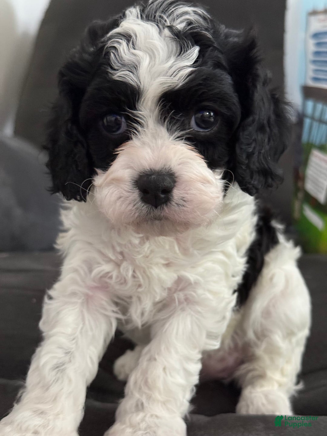 Cavapoo dogs for sale: OJ - Image 1