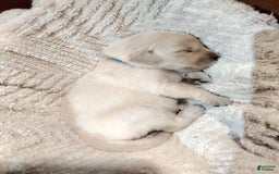 Golden Retriever dogs for sale: Picasso - Image 28
