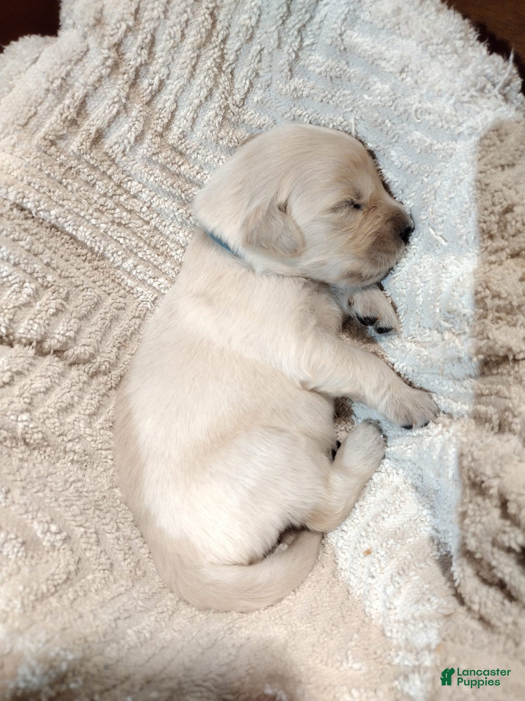 Golden Retriever dogs for sale: Picasso - Image 28