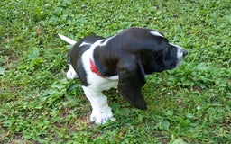 Basset Hound dogs for sale: Molly - Image 12