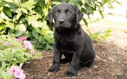 Labrador Retriever dogs for sale: Freda - Image 2