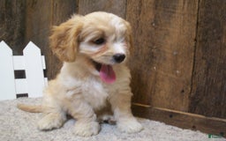 Cavachon dogs for sale: Dexter - Image 8