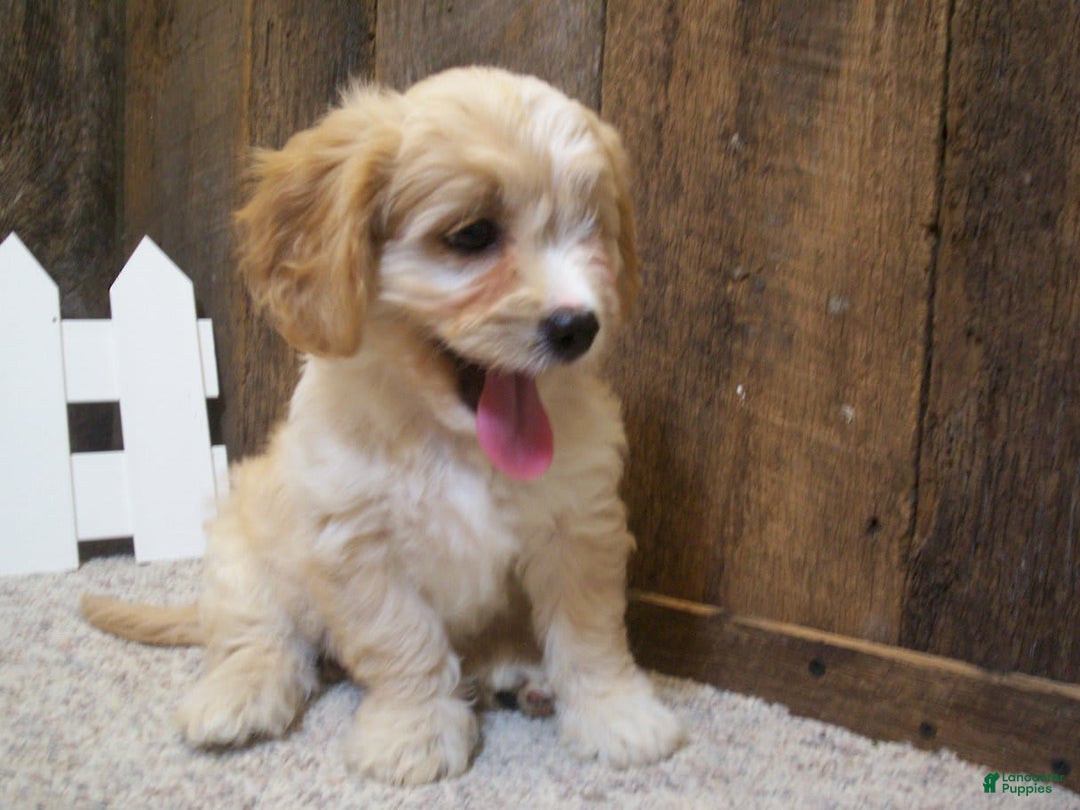 Cavachon dogs for sale: Dexter - Image 8