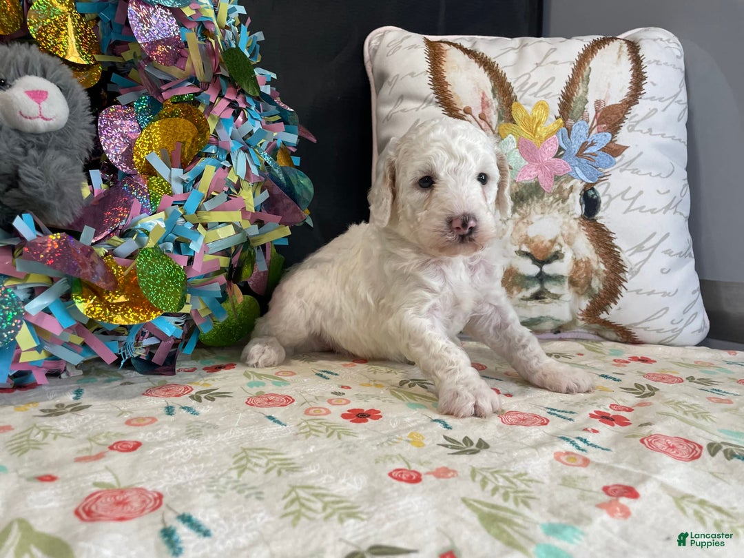 Miniature Poodle dogs for sale: Zella - Image 8