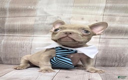 French Bulldog dogs for sale: Randy - Image 2