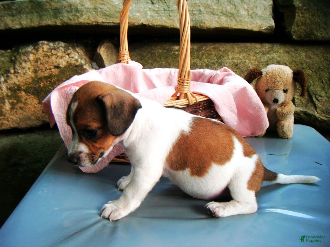 Jack Russell Terrier dogs for sale: Splotches - Image 1