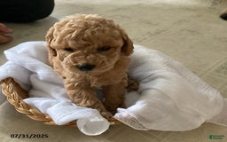 Toy Poodle dogs for sale: Ali - Extra Small - Image 1