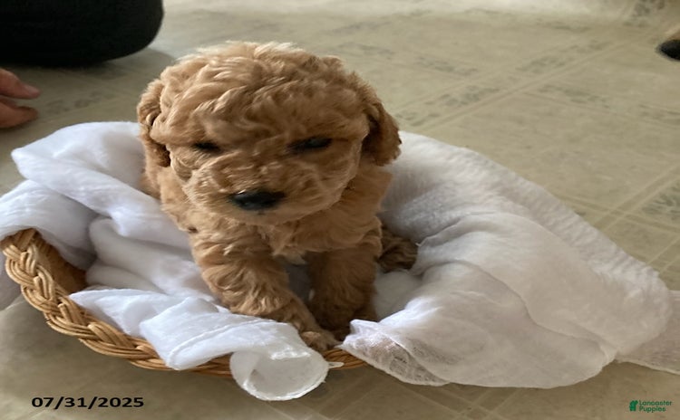 Toy Poodle dogs for sale - Ad 2