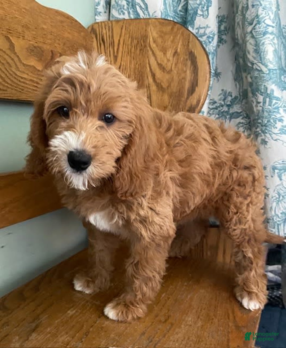 Mini Goldendoodle dogs for sale: Juniper - Image 6