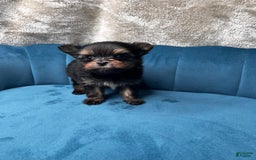 Biewer Terrier dogs for sale: Max - Image 4