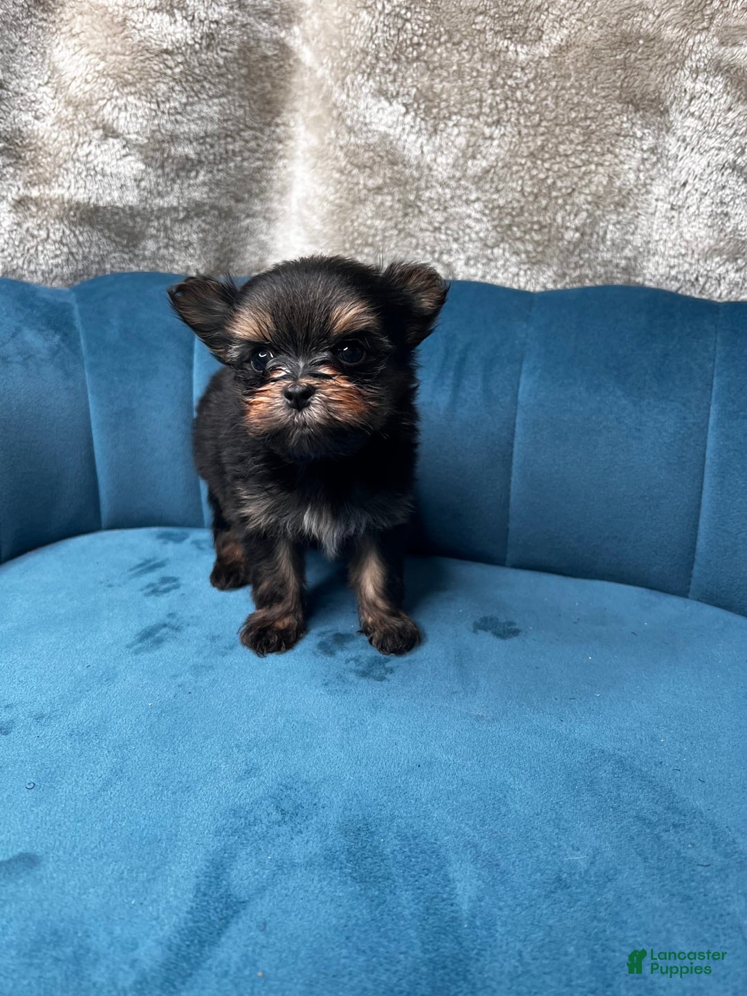 Biewer Terrier dogs for sale: Max - Image 4
