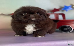 Pekingese dogs for sale: Akc Chocolate Truffle Dna Ofa - Image 4