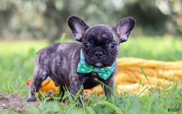 French Bulldog dogs for sale: Cade - Image 7