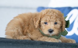 Mini Goldendoodle dogs for sale: Wendy - Image 2