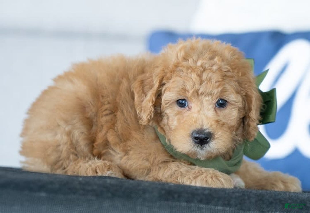 Mini Goldendoodle dogs for sale: Wendy - Image 2