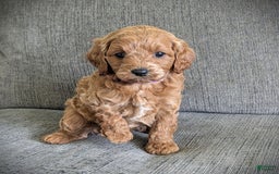 Cavapoo dogs for sale: Precious - Image 5