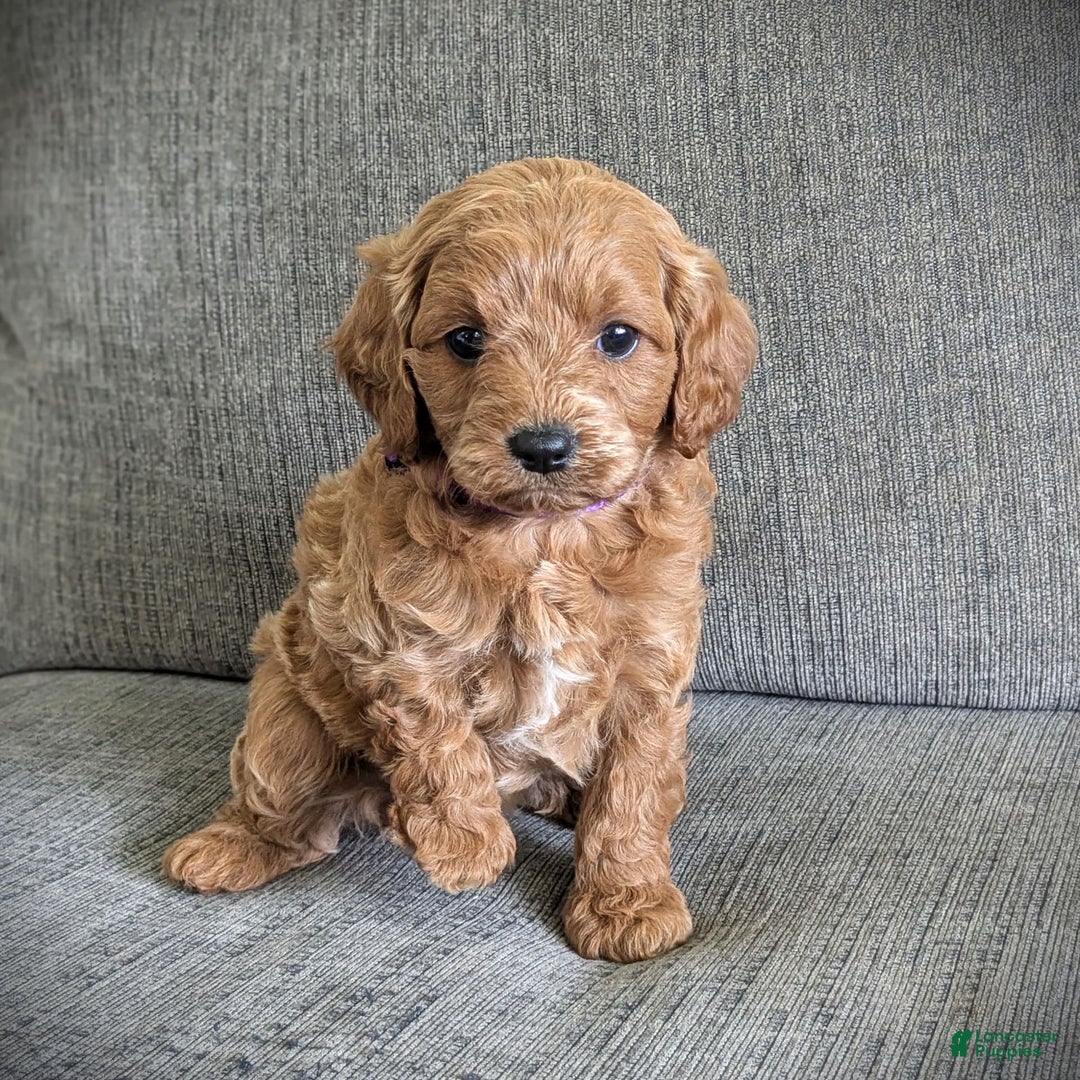 Cavapoo dogs for sale: Precious - Image 5