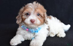Havapoo dogs for sale: Max - Image 1
