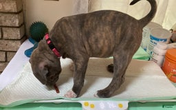 American Bully dogs for sale: Majestic - Image 1