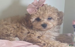 Cavapoo dogs for sale: Livy - Image 3