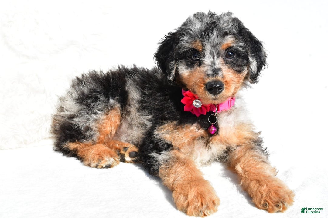 Mini Aussiedoodle dogs for sale: Ellia - Image 6
