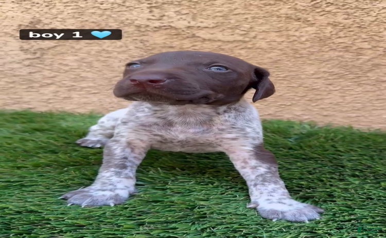 German Shorthaired Pointer dogs for sale - Ad 1