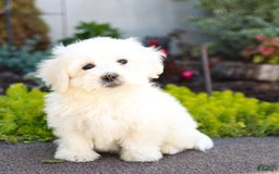 Maltipoo dogs for sale: Maltipoo 8 puppies - Image 7