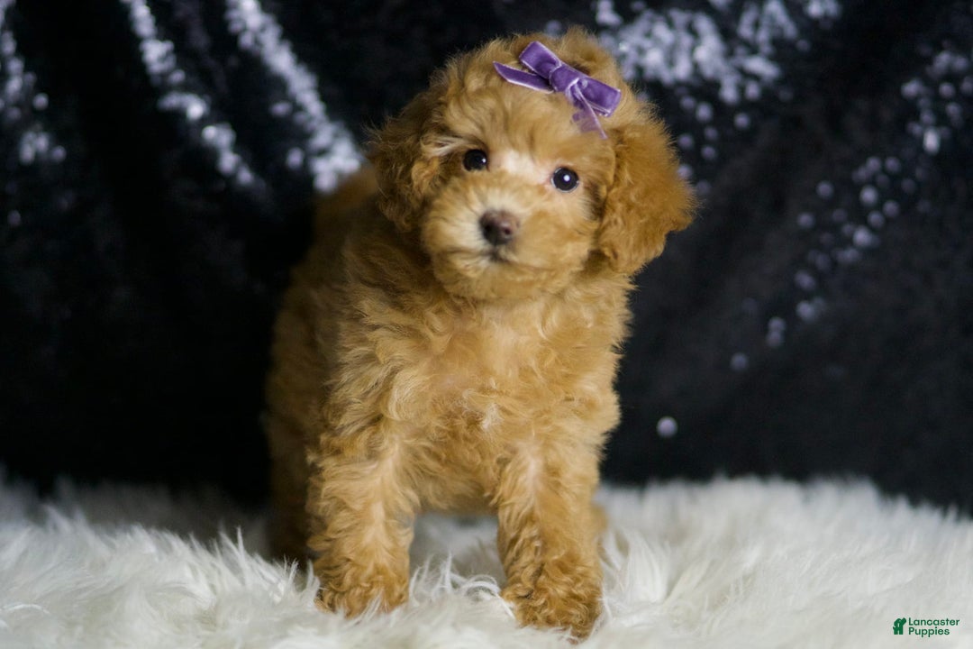 Maltipoo dogs for sale: Connie - Image 5