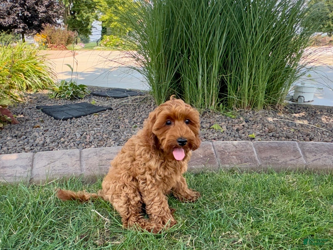 Cockapoo dogs for sale: Henry - Image 9