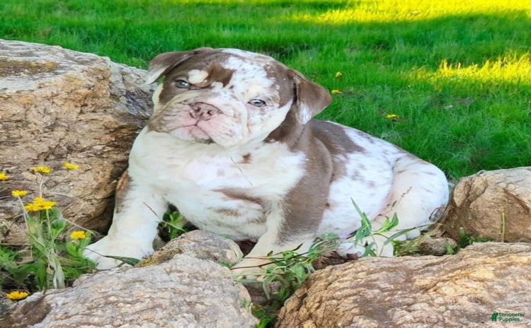 English Bulldog dogs for sale - Ad 1
