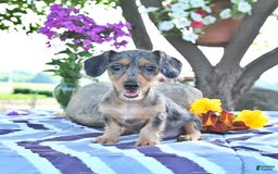 Miniature Dachshund dogs for sale: Trisha - Image 16