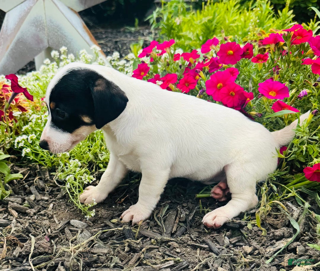 Jack Russell Terrier dogs for sale: Lacey - Image 7
