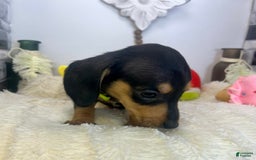 Miniature Dachshund dogs for sale: James - Image 9
