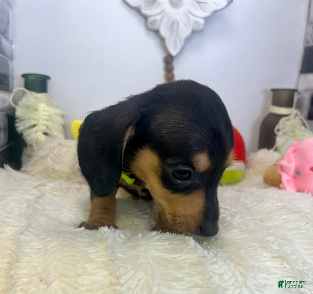 Miniature Dachshund dogs for sale: James - Image 9