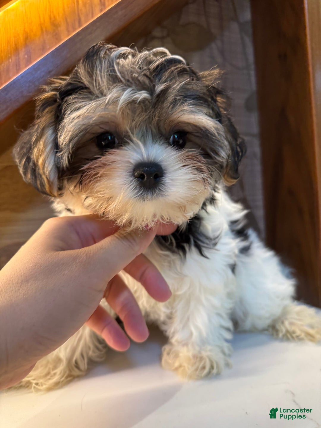 Morkie dogs for sale: Sydney - Image 7