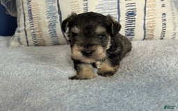 Miniature Schnauzer dogs for sale: Gypsy Male 2 - Image 1