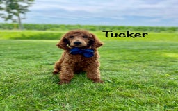 Standard Poodle dogs for sale: Tucker - Image 8
