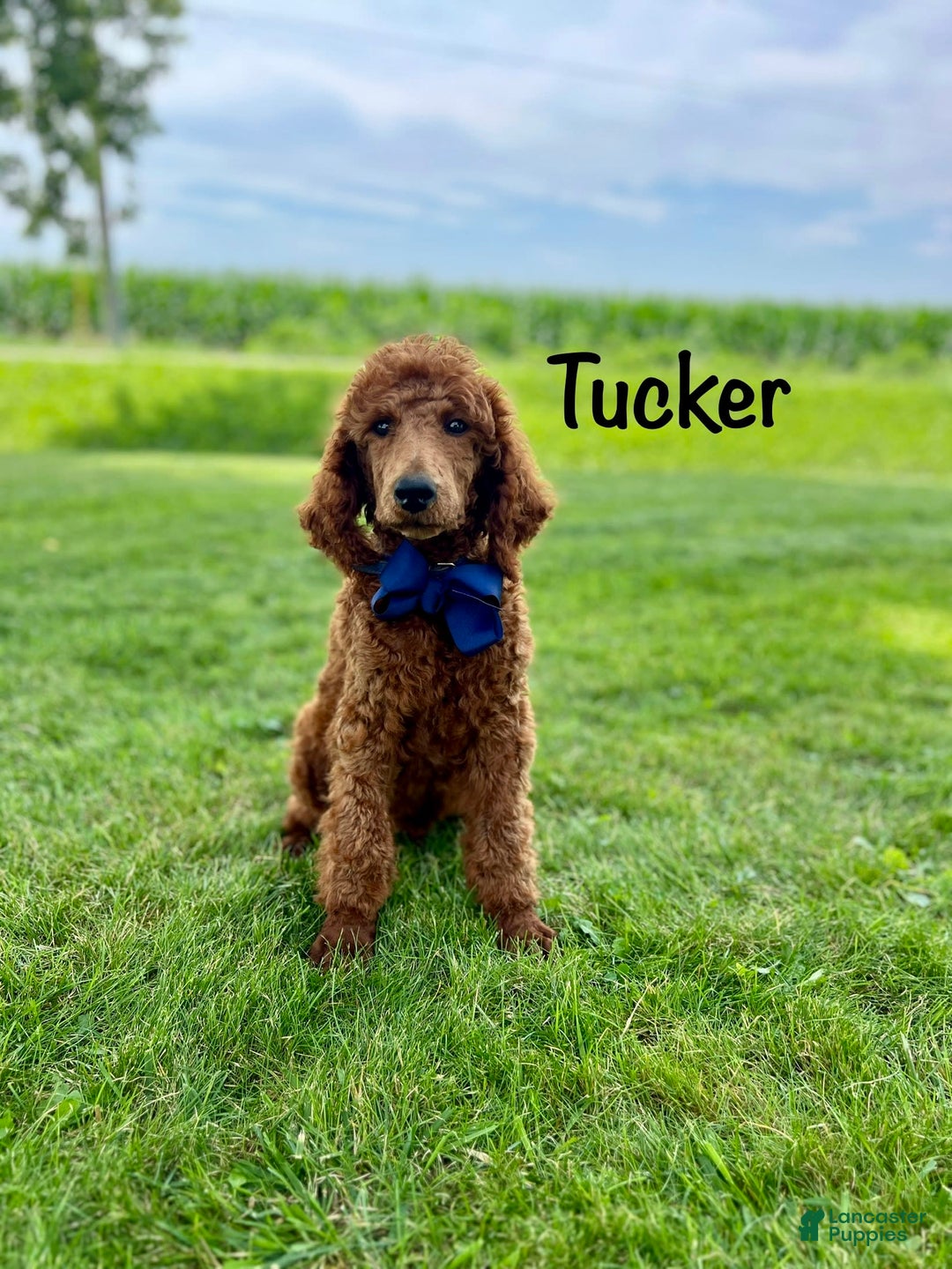Standard Poodle dogs for sale: Tucker - Image 8
