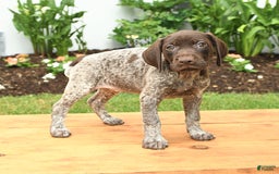 German Shorthaired Pointer dogs for sale: Thyme - Image 3