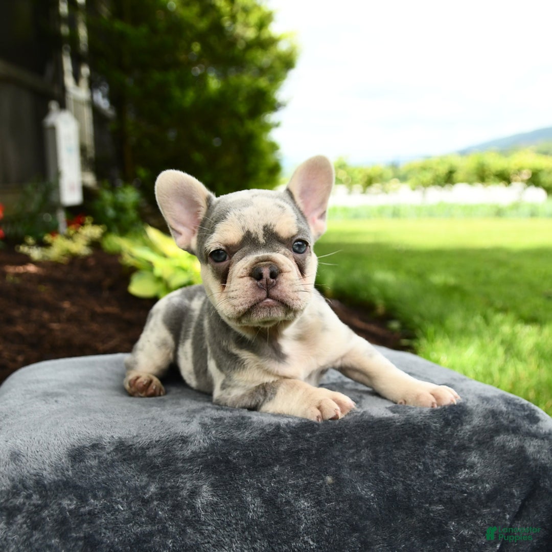 French Bulldog dogs for sale: River - Image 1
