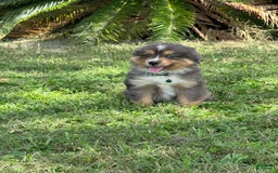 dogs for sale: Toy Australian Shepherd 2 puppies - Image 7
