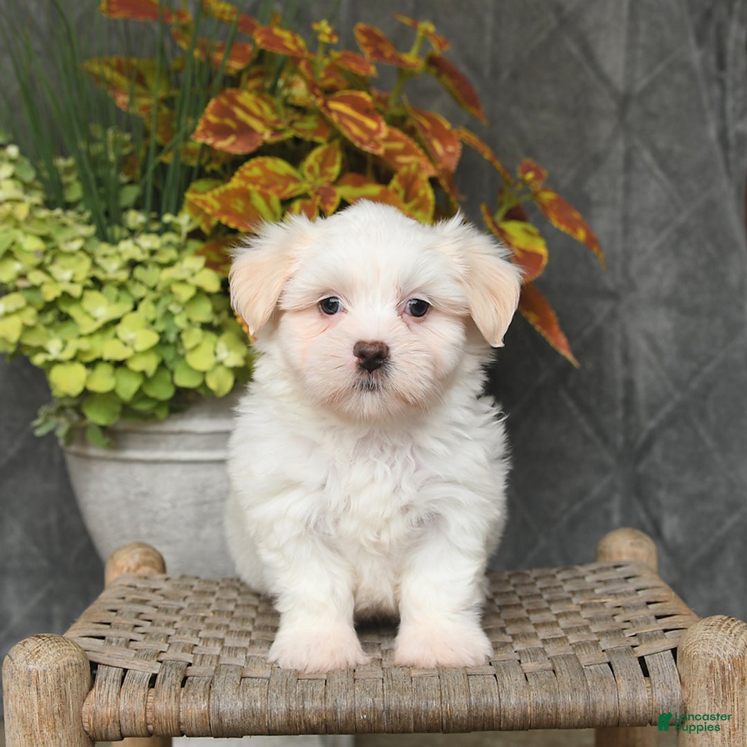 Malshi dogs for sale: Ryan - Image 1