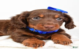 Miniature Dachshund dogs for sale: Ranger - Image 4