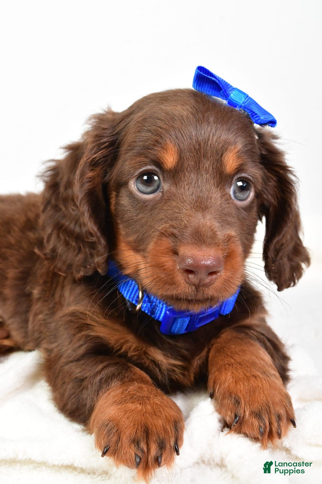 Miniature Dachshund dogs for sale: Ranger - Image 4